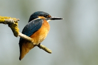 4715 Alcedo atthis (Martin pescatore, maschio)